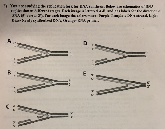 Solved 2) You are studying the replication fork for DNA | Chegg.com