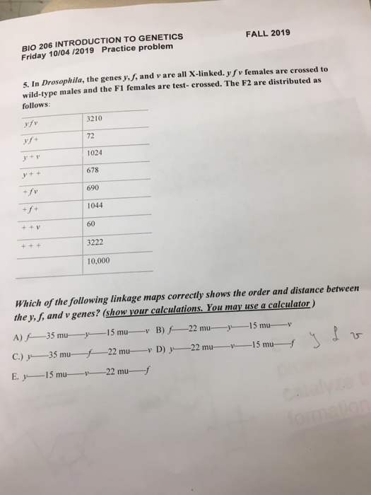 Solved FALL 2019 BIO 206 INTRODUCTION TO GENETICS Friday | Chegg.com