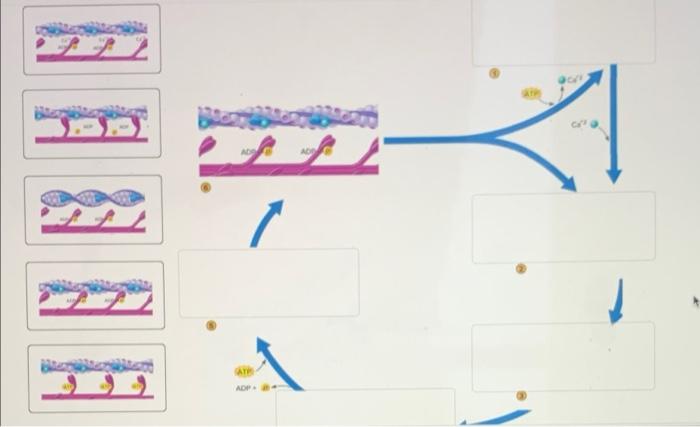 Solved place the steps of tbe contraction cycle in the | Chegg.com