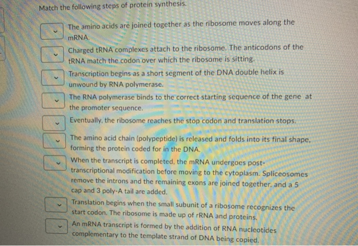 Solved Match the following steps of protein synthesis. The | Chegg.com