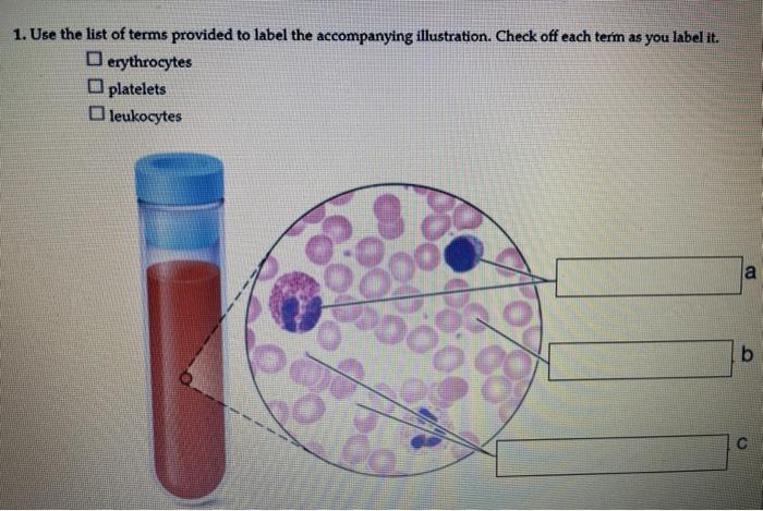 Solved 2. Which of the following types of formed elements is | Chegg.com