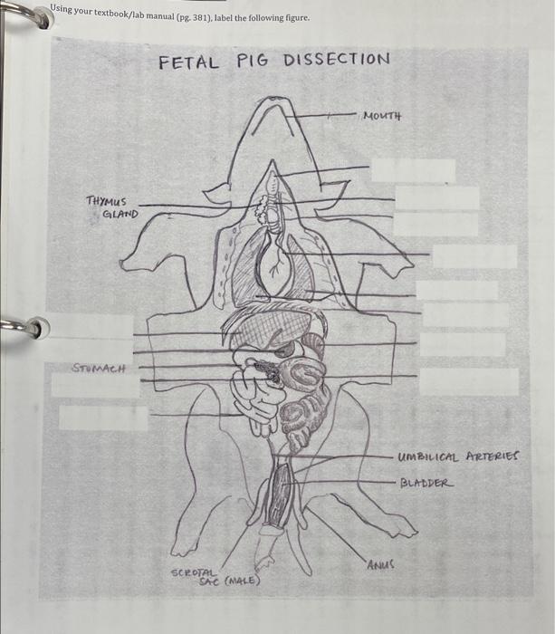 fetal pig dissection diagram
