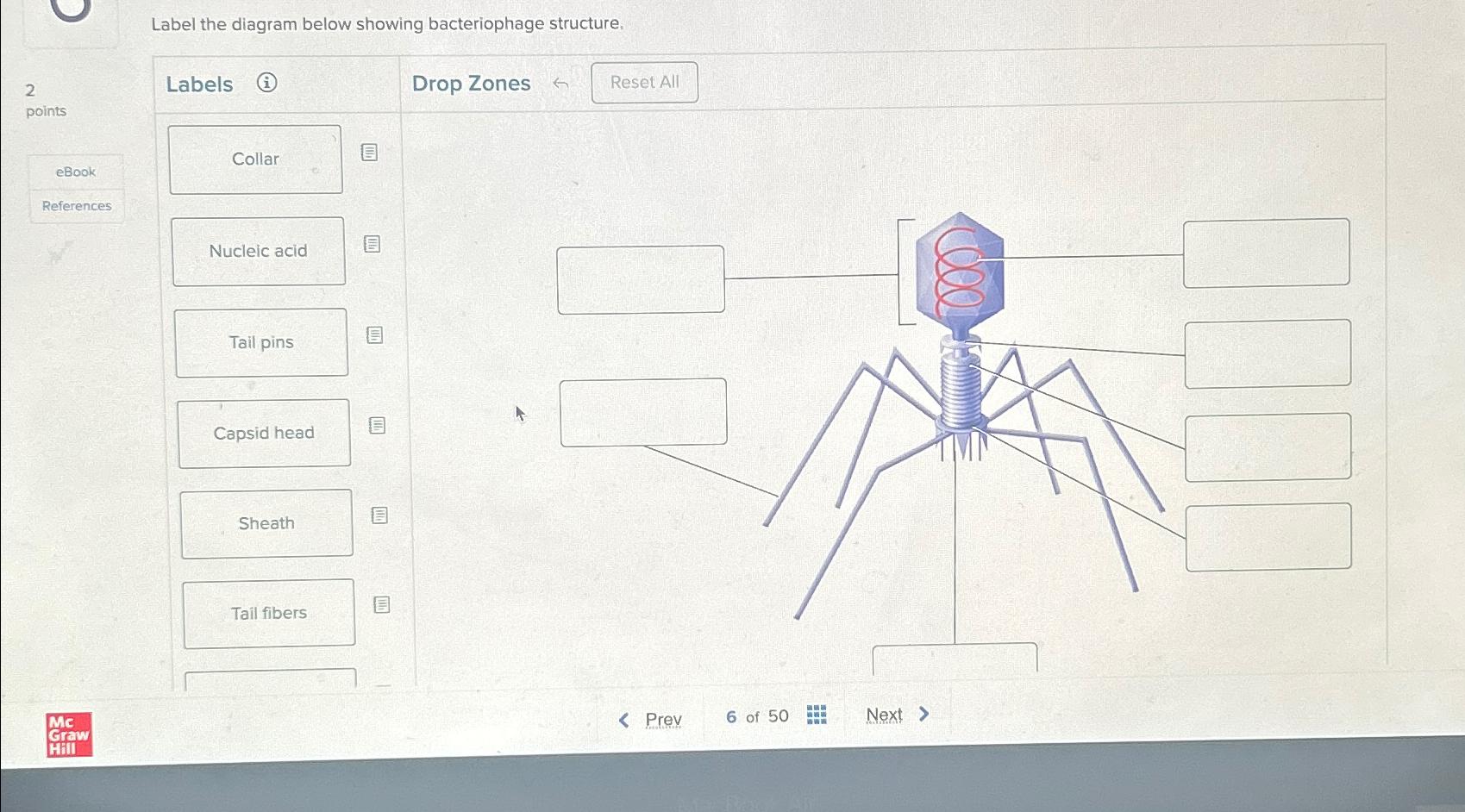 Solved Label the diagram below showing bacteriophage
