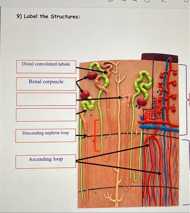 9) Label the Structures:
Distal convoluted tubule
Renal corpuscle
Descending nephron loop
Ascending loop
O
3
3
0
31
$1
3