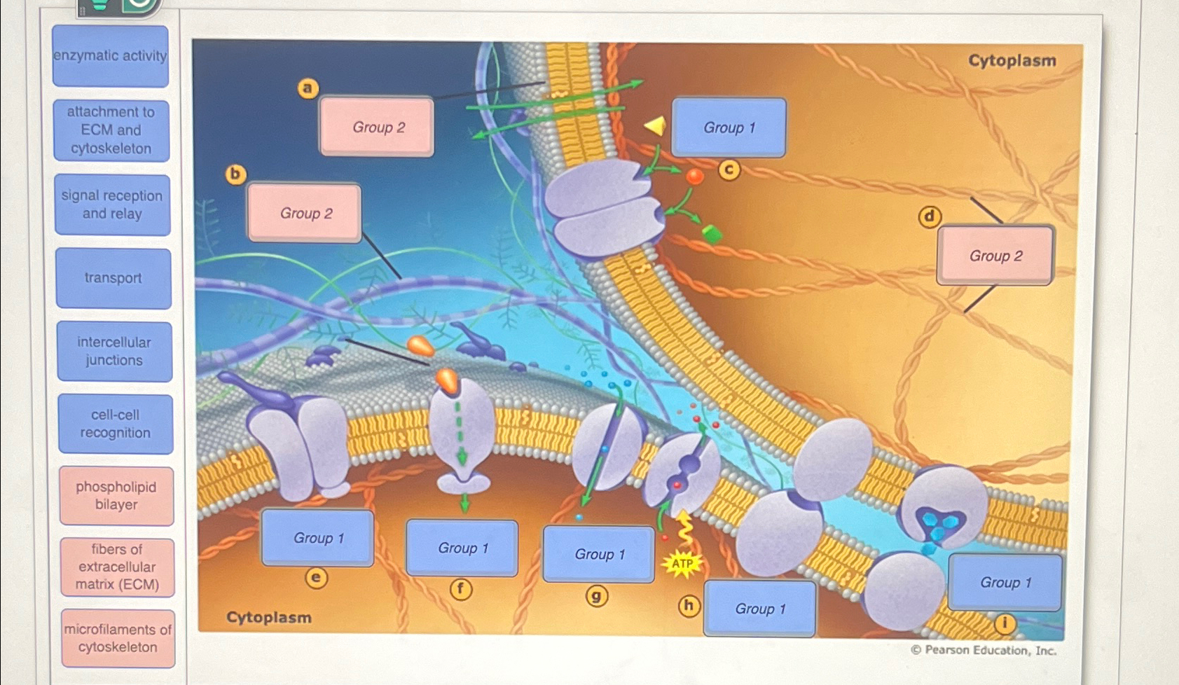 enzymatic activityattachment toECM and | Chegg.com
