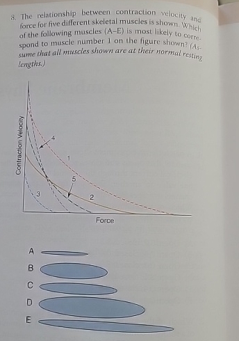 Solved The relationship between contraction velocity | Chegg.com