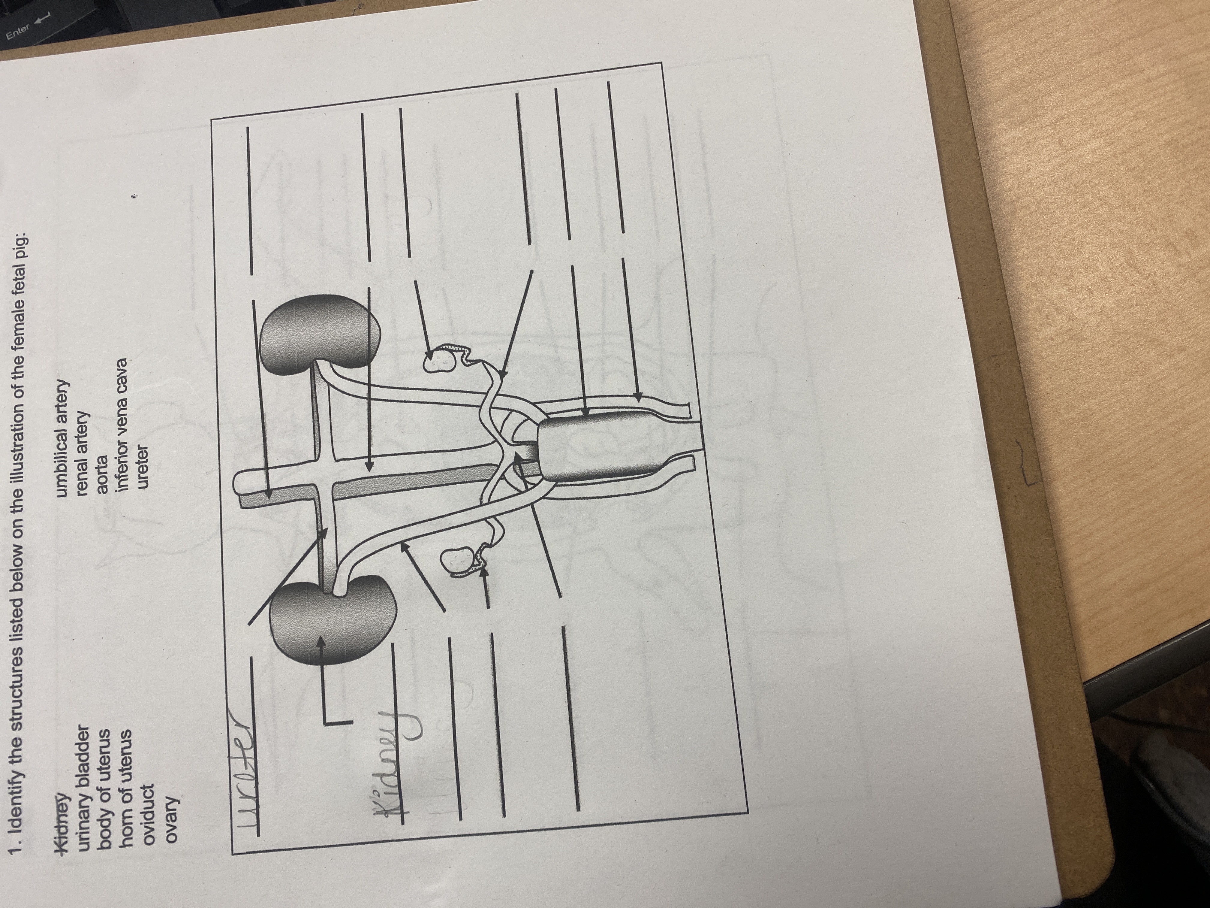 Solved 1. ﻿Identify the structures listed below on the | Chegg.com