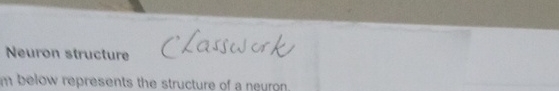 Solved Neuron Structure Classwork In Below Represents The Chegg Solved Neuron Structure Classwork In Below Represents The Chegg