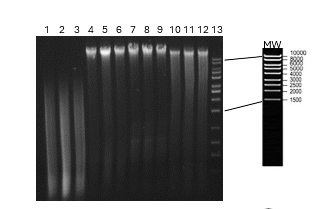 Solved Examine the image below and match the DNA sample to | Chegg.com
