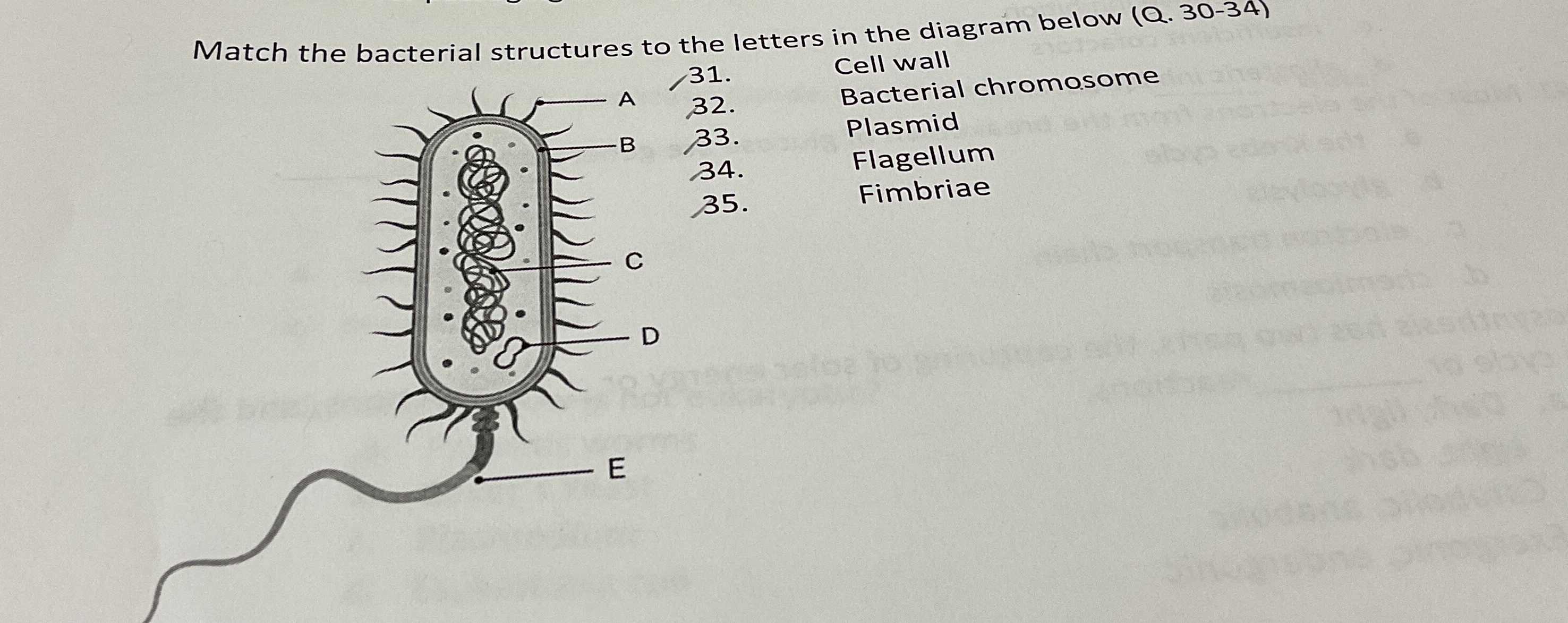 Solved Match the bacterial structures to the letters in the | Chegg.com